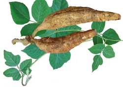 images/Foods/Roots/Cu-san-day.jpg