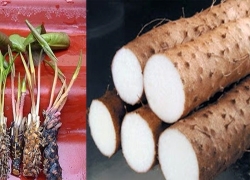 images/Foods/Roots/Cu-sung.jpg